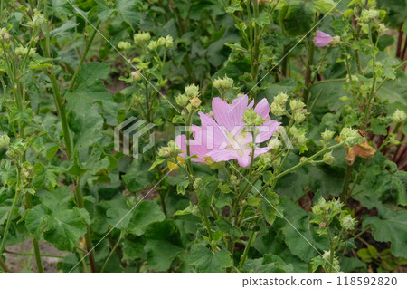 Mallow plant. Hollyhocks in gardening. Medicine wildflowers in meadow. Cottage garden. Mallow plant. Hollyhocks in gardening. Medicine wildflowers in meadow. Cottage garden. 118592820