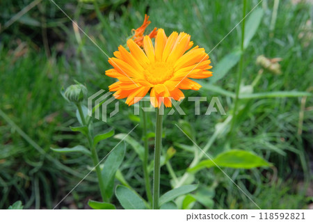 Calendula officinalis in gardening. Blooming daisy. Pharmacy chamomile is blooming. Cottage garden. 118592821