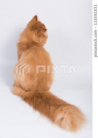 View from back of Persian Exotic Longhair cat is on white background. Fluffy red tail of a cat 118592831