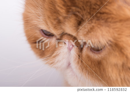 Profile Persian Exotic Longhair cat is on white background 118592832