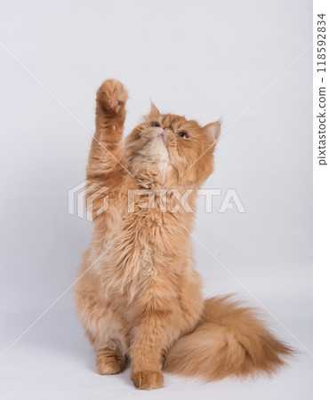 Persian Exotic Longhair cat is on white background. The cat raised his paw up 118592834