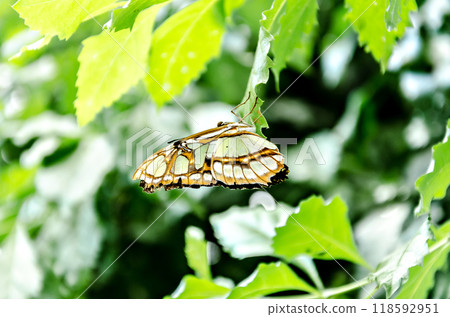 Siproeta Stelenes Butterfly (Malachite Butterfly), lepidopteron. Camouflaged green 118592951