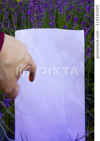 A beautiful branch of lavender lies on a white background 118593005