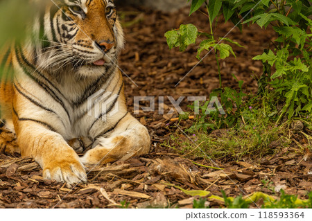 Tiger cubs playing with his mother,sumatra tiger Panthera tigris 118593364