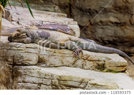 Rhinoceros Iguana. Big lizard Rhinoceros Iguana. Big lizard 118593375