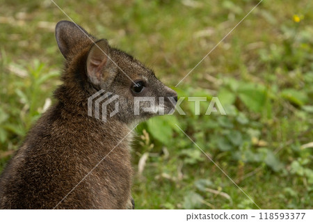 Bennett's wallaby Macropus or Notamacropus rufogriseus 118593377