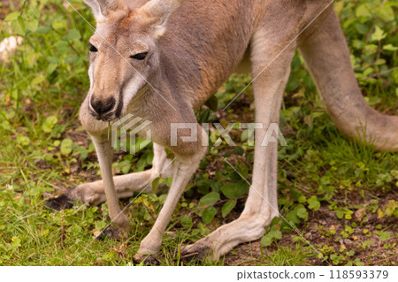 Portrait of an Australian medium sized kangaroo in selective focus Portrait of an Australian medium sized kangaroo in selective focus 118593379