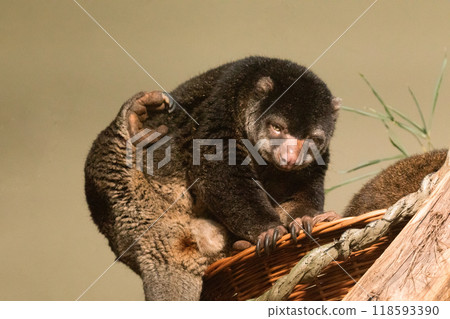 cute wild bear cuscus aulirops ursinus arboreal against blure background. cute wild bear cuscus aulirops ursinus arboreal against blure background. 118593390