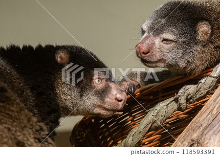 cute wild bear cuscus aulirops ursinus arboreal against blure background. cute wild bear cuscus aulirops ursinus arboreal against blure background. 118593391