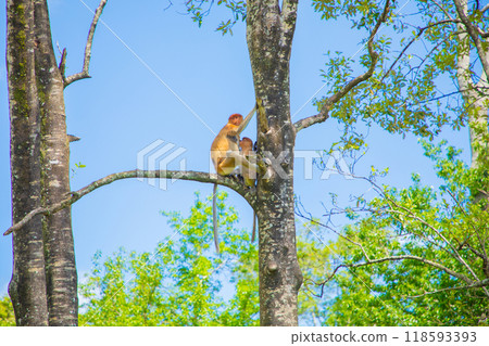 Proboscis Monkey Nasalis larvatus in mangrove rain forest Proboscis Monkey Nasalis larvatus in mangrove rain forest 118593393
