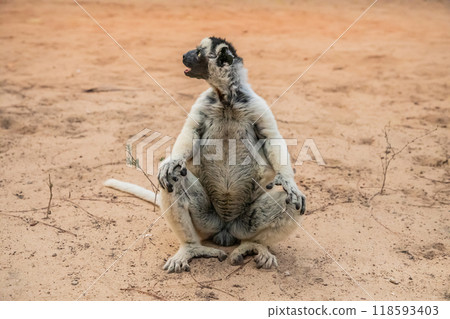 Sifaka lemur Propithecus verreauxi Madagascar nature Sifaka lemur Propithecus verreauxi Madagascar nature 118593403