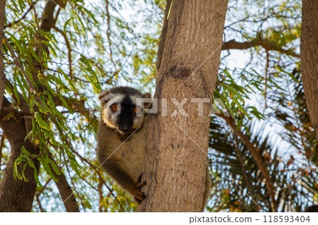 Red-bellied Lemur - Eulemur rubriventer, Cute primate. Red-bellied Lemur - Eulemur rubriventer, Cute primate. 118593404