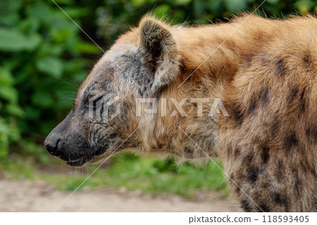 portrait of spotted hyena selective focus in detail. 118593405