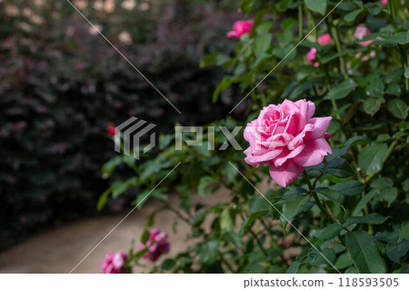 Autumn Rose Garden Area Nakanojo Gardens Autumn Rose Garden Area Nakanojo Gardens 118593505