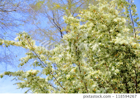 Refreshing Tokyo witch hazel flowers 118594267
