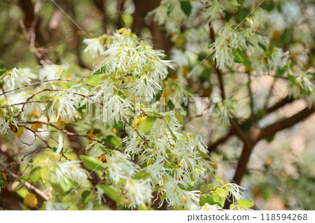Refreshing Tokyo witch hazel flowers Refreshing Tokyo witch hazel flowers 118594268