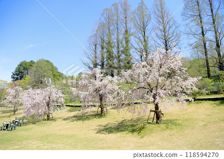 Weeping cherry blossoms in full bloom 118594270