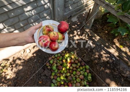 Close-up of a hand holding a plate of rotten and worm-eaten apples in a garden, preparing to throw them into a compost pit. Represents harvesting and the gardening lifestyle Close-up of a hand holding a plate of rotten and worm-eaten apples in a garden, preparing to throw them into a compost pit. Represents harvesting and the gardening lifestyle 118594286