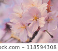 櫻桃樹 118594308