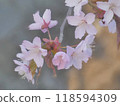櫻桃樹 118594309