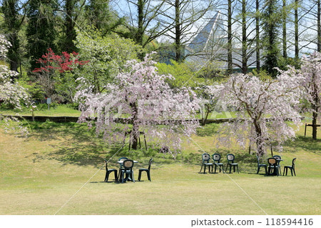 Weeping cherry blossoms in full bloom Weeping cherry blossoms in full bloom 118594416