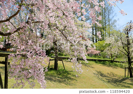 Weeping cherry blossoms in full bloom 118594420