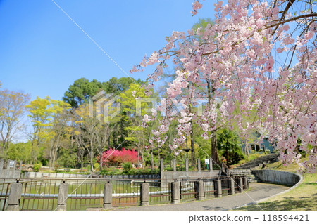 Weeping cherry blossoms in full bloom Weeping cherry blossoms in full bloom 118594421