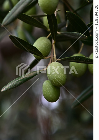 Green olives growing on olive branch in olive tree 118594520
