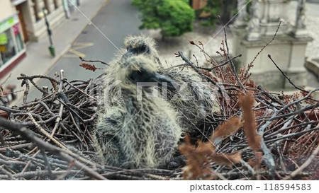 Two pigeons in a nest on a window. About four days old pigeons. life of pigeons in the city Two pigeons in a nest on a window. About four days old pigeons. life of pigeons in the city 118594583