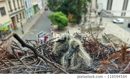 Two little squabs in the nest. The chicks are four days old from hatching. Pigeon nest on a window sill in the city 118594584