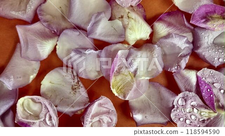 The white petals move in the water. Petals in water. Raindrops fall on petals. The concept of romance, love, Valentine's Day, wedding day The white petals move in the water. Petals in water. Raindrops fall on petals. The concept of romance, love, Valentine's Day, wedding day 118594590