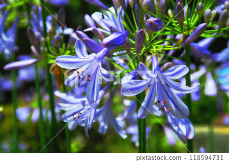 風景與百子蓮花 118594731