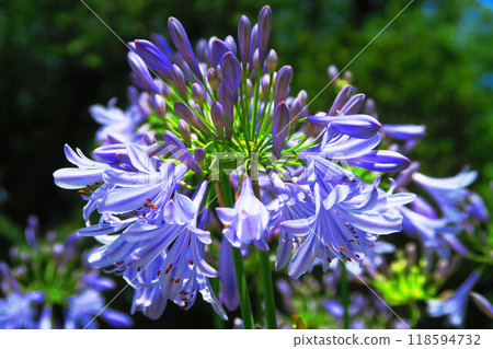 風景與百子蓮花 118594732