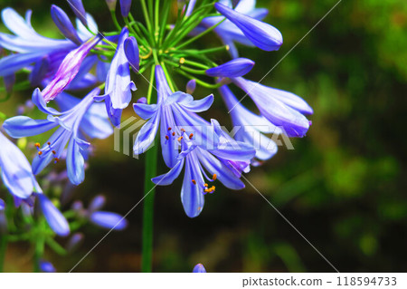 Landscape with Agapanthus flowers Landscape with Agapanthus flowers 118594733