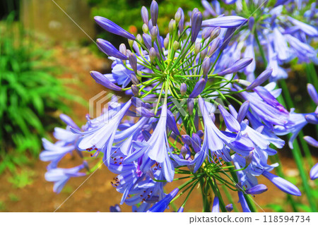 風景與百子蓮花 118594734