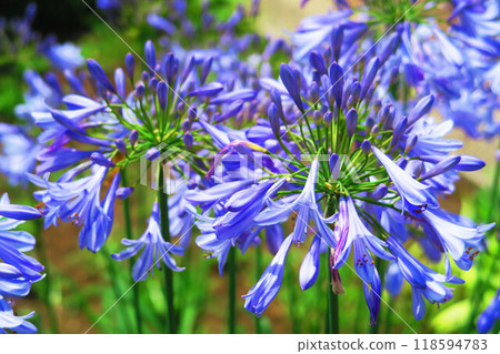 百子蓮 (紫色君子蘭) 花卉景觀 118594783