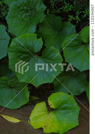 植物葉子 118594807