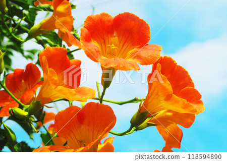 Beautiful scenery of summer trumpet creeper and blue sky 118594890