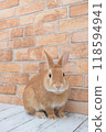 兔子和磚牆 118594941