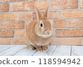兔子和磚牆 118594942