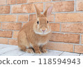 兔子和磚牆 118594943