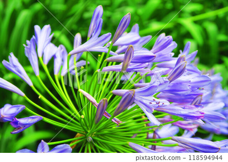 都市農業公園（東京都足立區）的百子蓮（紫色君子蘭）景觀 118594944