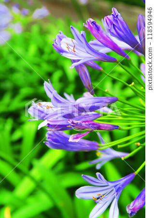 都市農業公園（東京都足立區）的百子蓮（紫色君子蘭）景觀 118594946