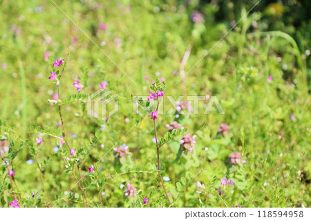 Cute crow flower 118594958