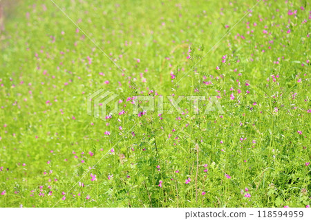 Cute crow flower Cute crow flower 118594959