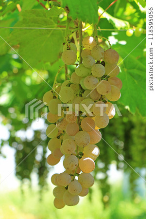 葡萄酒Koshu 葡萄酒Koshu 118595056