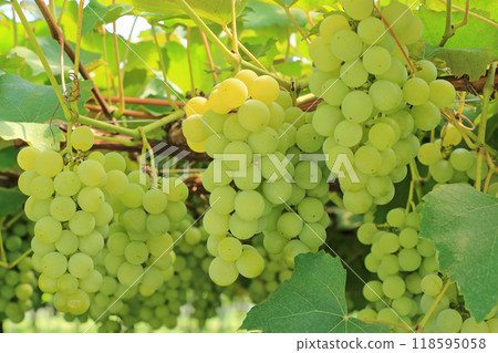 Niagara wine grapes Niagara wine grapes 118595058