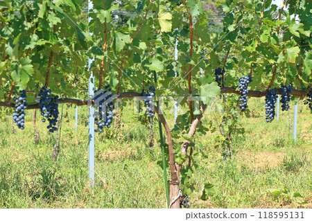 Wine grapes Cabernet Franc 118595131