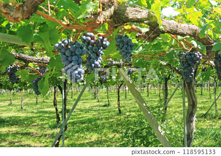 釀酒葡萄品麗珠 118595133