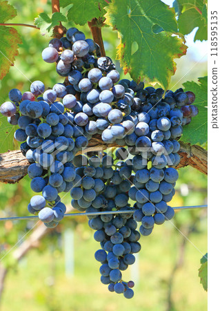 Wine grapes Cabernet Franc 118595135